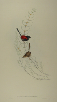 John Gould's Birds of Australia